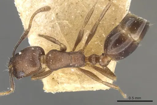 Monomorium schurri specimen