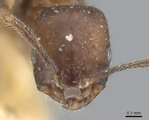 Monomorium schurri specimen