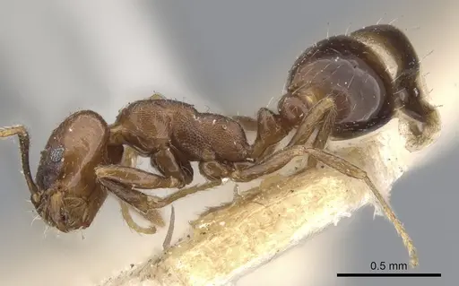 Monomorium schurri specimen