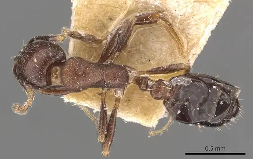 Monomorium schurri - CASENT0908746