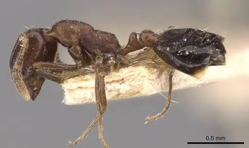 Monomorium schurri - CASENT0908746