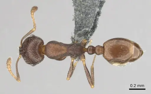 Monomorium setuliferum specimen