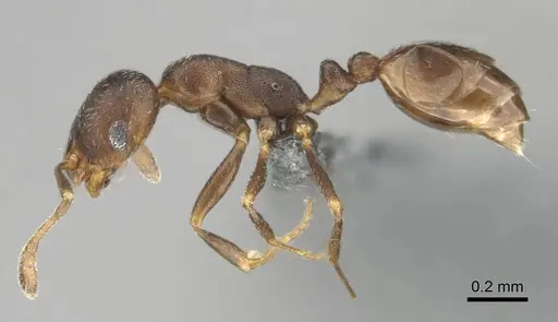 Monomorium setuliferum - CASENT0257351