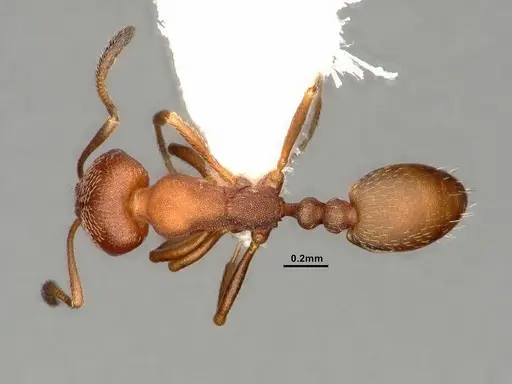 Monomorium setuliferum - CASENT0884331