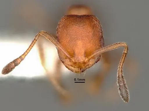 Monomorium setuliferum - CASENT0884331