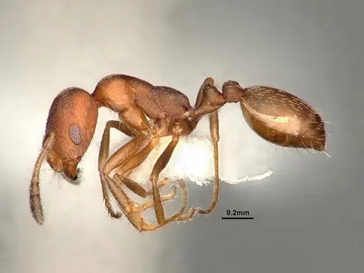 Monomorium setuliferum - CASENT0884331