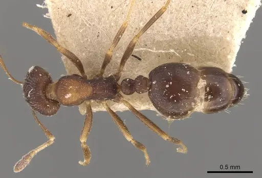 Monomorium setuliferum - CASENT0908719