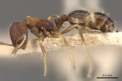 Monomorium setuliferum - CASENT0908719