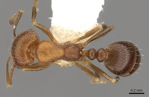 Monomorium setuliferum - CASENT0914402
