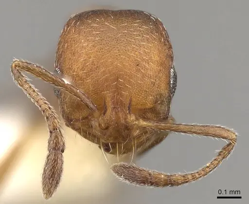 Monomorium setuliferum - CASENT0914402