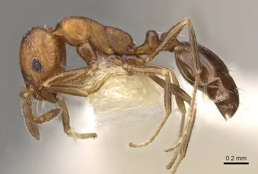 Monomorium setuliferum - CASENT0914402