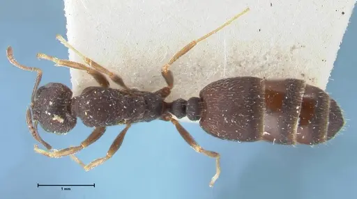 Monomorium setuliferum - FOCOL1680