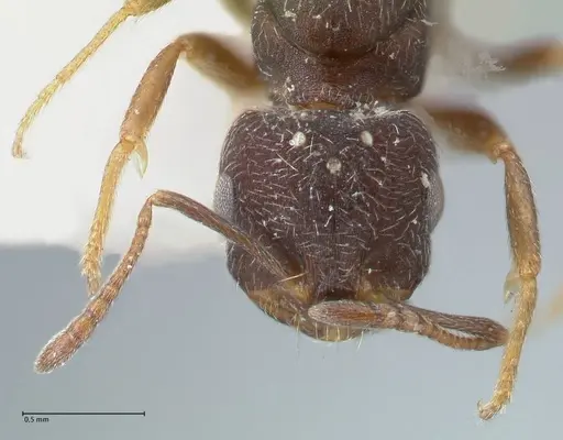 Monomorium setuliferum - FOCOL1680