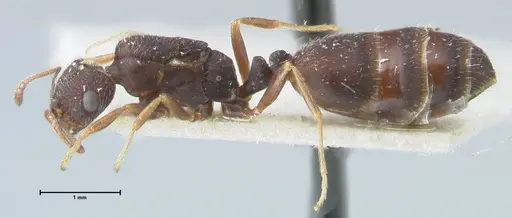 Monomorium setuliferum - FOCOL1680