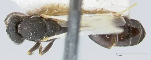 Monomorium setuliferum - FOCOL1681