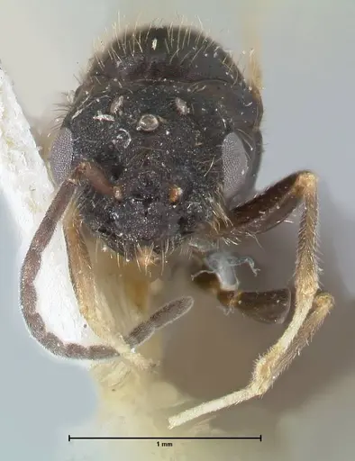 Monomorium setuliferum - FOCOL1681