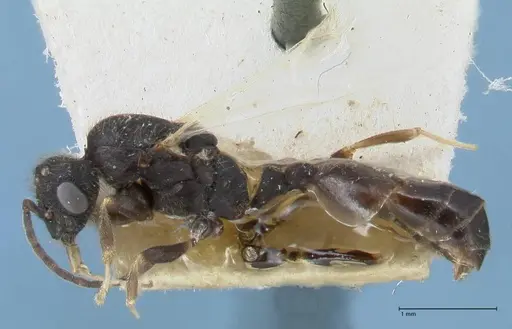 Monomorium setuliferum - FOCOL1681