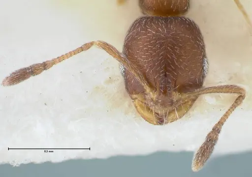 Monomorium setuliferum - FOCOL1682