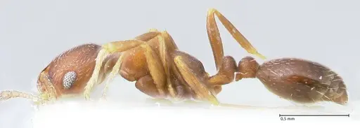 Monomorium setuliferum - FOCOL1682