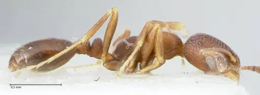 Monomorium setuliferum - FOCOL1682