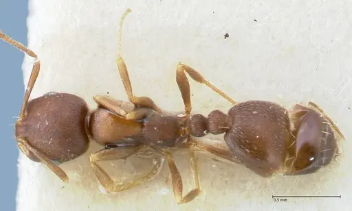 Monomorium setuliferum - FOCOL1683