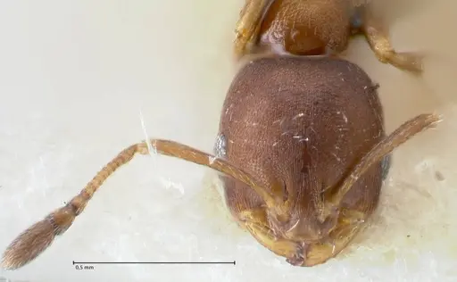 Monomorium setuliferum - FOCOL1683