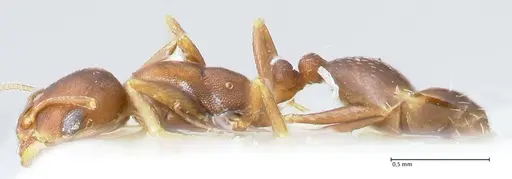 Monomorium setuliferum - FOCOL1683