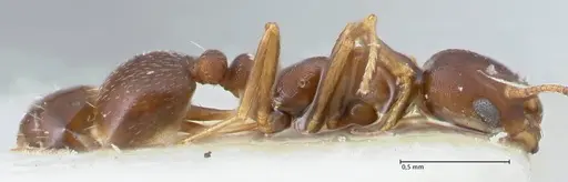 Monomorium setuliferum - FOCOL1683