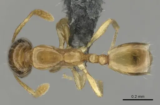 Monomorium shilohense specimen