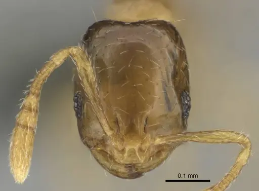 Monomorium shilohense specimen