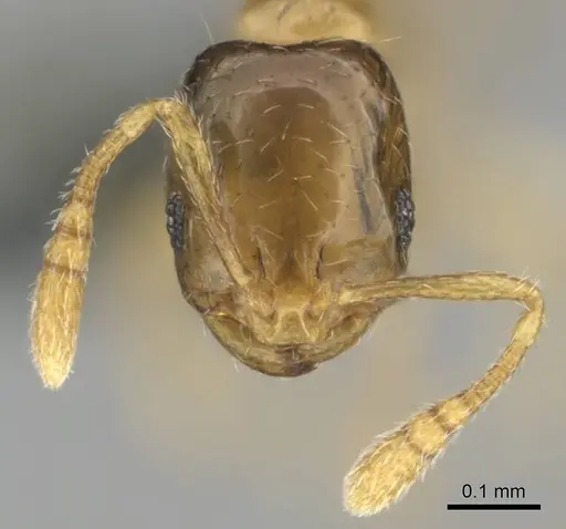Monomorium shilohense specimen