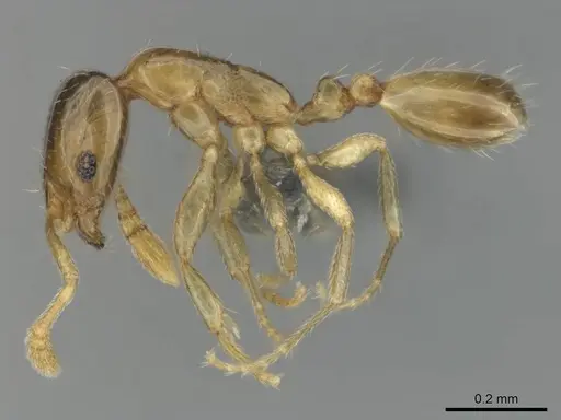 Monomorium shilohense - CASENT0252793