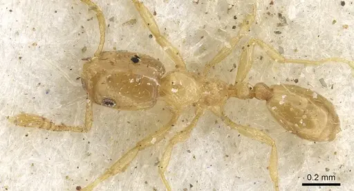 Monomorium shilohense - CASENT0902264