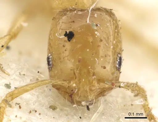 Monomorium shilohense - CASENT0902264