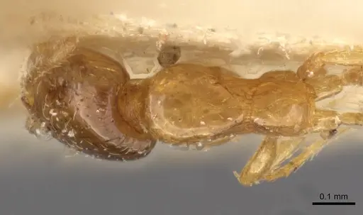 Monomorium shilohense - CASENT0908692