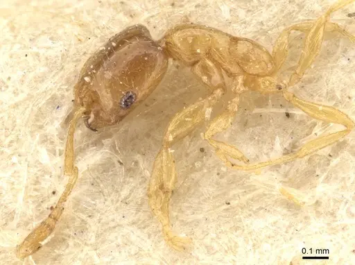 Monomorium shilohense - CASENT0908692