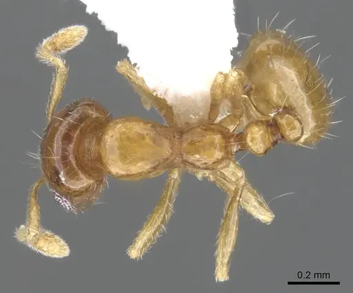 Monomorium silaceum specimen