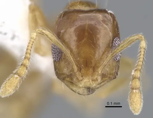 Monomorium silaceum specimen