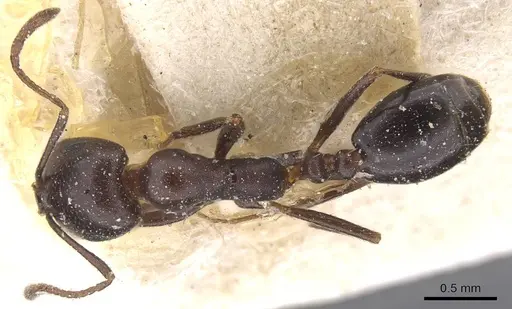 Monomorium sommieri specimen