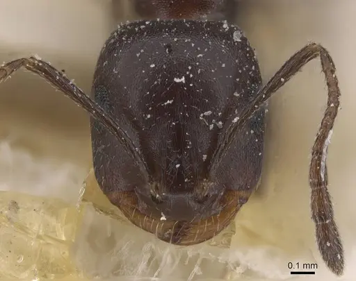 Monomorium sommieri specimen