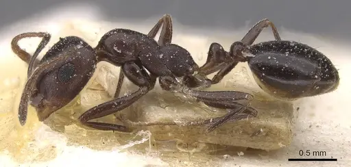 Monomorium sommieri specimen