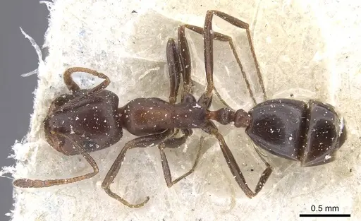 Monomorium sommieri - CASENT0913845