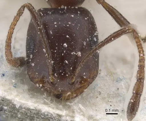 Monomorium sommieri - CASENT0913845