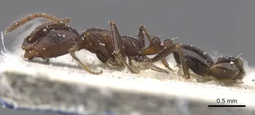 Monomorium sommieri - CASENT0913845