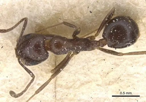 Monomorium sommieri - CASENT0913846