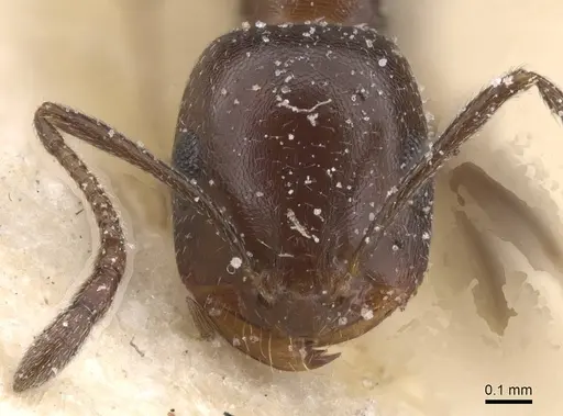 Monomorium sommieri - CASENT0913846