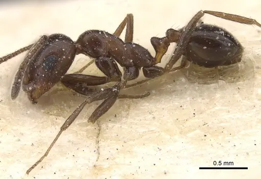 Monomorium sommieri - CASENT0913846