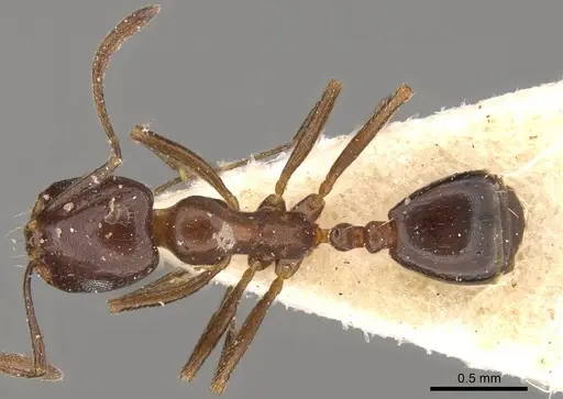 Monomorium sommieri - CASENT0914320
