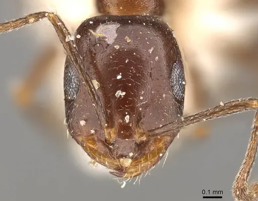 Monomorium sommieri - CASENT0914320