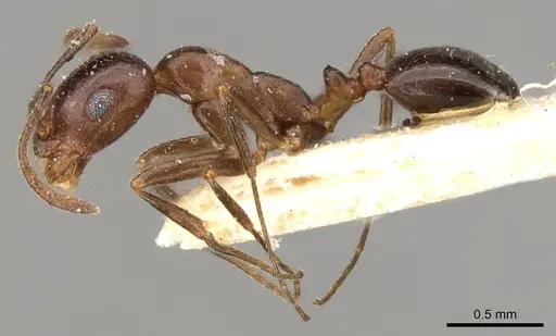 Monomorium sommieri - CASENT0914320